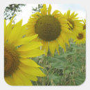 Search for sunflower stickers garden
