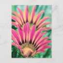 Search for red daisy postcards Nature