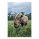 Search for wild africa posters Rhino