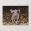 Search for cute pig postcards Piglet