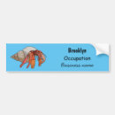 Search for hermit Crab