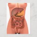 Search for digestion postcards Digestive system