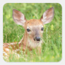Search for white tail deer stickers Nature