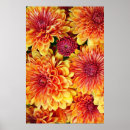 Search for flowering mums posters Autumn