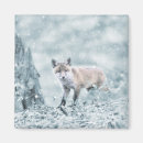 Search for cub magnets Nature