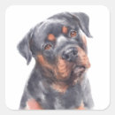 Search for rotty stickers Rottie