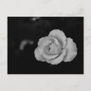 Search for condolence postcards Rose