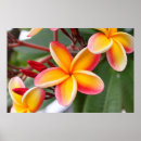 Search for yellow flower posters Red