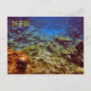 Search for snorkeller postcards Reef