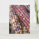 Search for indian corn cards Food