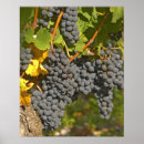 Search for grapevine posters Winery