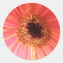 Search for gerbera daisy stickers Red