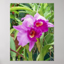 Search for cattleya orchid posters Botanical