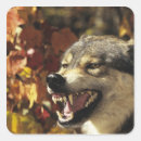 Search for snarling stickers Outdoors
