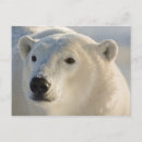 Search for hudson bay postcards Bear