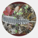 Search for wild turkeys stickers Animals