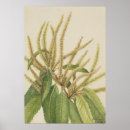 Search for chestnut posters Flower