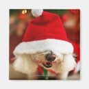 Search for bichon magnets Puppy