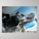 Search for heelers posters Cattle