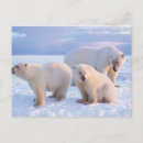 Search for sows postcards 1002