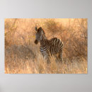 Search for foal posters Animal