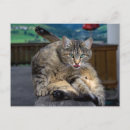 Search for disturbing postcards Kitty