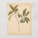 Search for textile pattern postcards Textiles