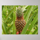 Search for tropical fruit posters Green