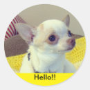Search for chihuahuas stickers Puppies