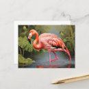 Search for vintage flamingo postcards Wildlife