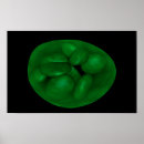 Search for single cell posters Medical
