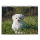 Search for maltese calendars Dog