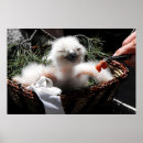 Search for christmas owl art Birds