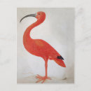 Search for vintage flamingo postcards Summer