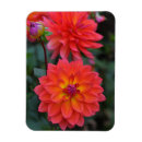 Search for orange flower magnets Dahlias
