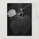 Search for leaf vein postcards Plant