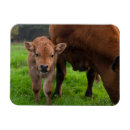 Search for ranches magnets Cattle