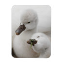 Search for carry magnets White