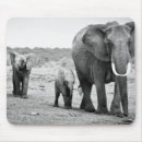 Search for kenya electronics African elephant