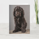 Search for cockapoo cards Puppy