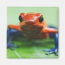 Search for frogs magnets Scales