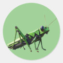 Search for grasshopper stickers Green