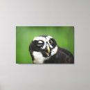 Search for owl pics canvas prints Wildlife