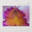 Search for cattleya orchid postcards Flower