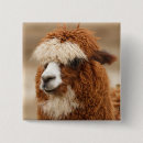 Search for alpacas badges Animals