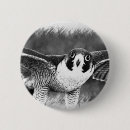 Search for falcon badges Nature