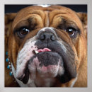 Search for bulldog lovers posters Animals