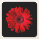 Search for gerbera coasters Garden
