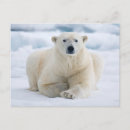 Search for ice pack postcards Fauna