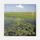 Search for sedge America